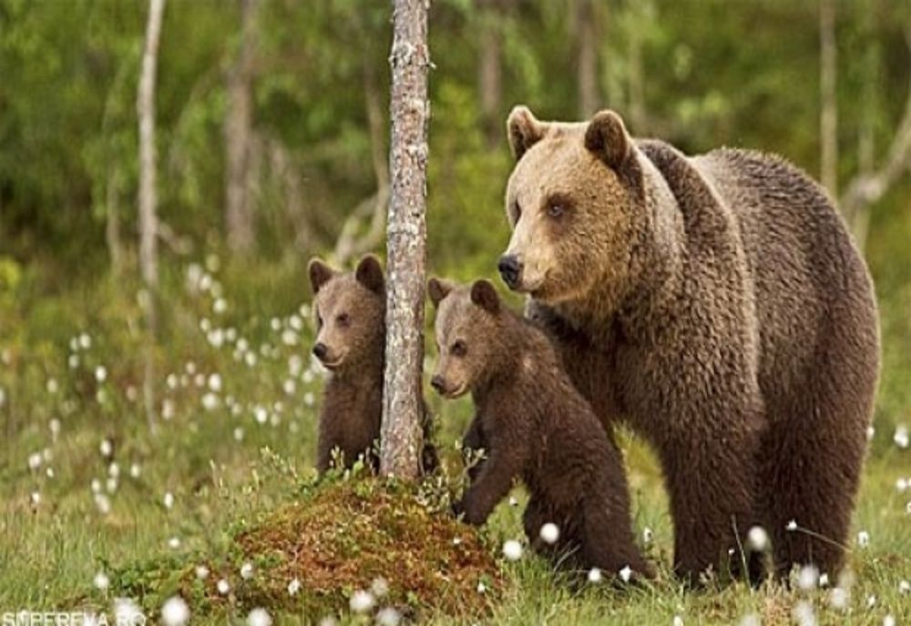 Consiliile județene din Harghita, Braşov, Covasna și Mureș, petiție comună pe tema urșilor, adresată Parlamentului European
