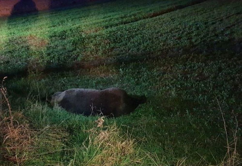 Un alt urs a fost lovit de maşină, la doar 15 kilometri distanţă de accidentul de la Praid