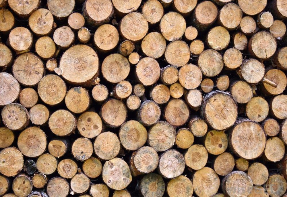 Ce preţ are lemnul de foc în judeţul Harghita?