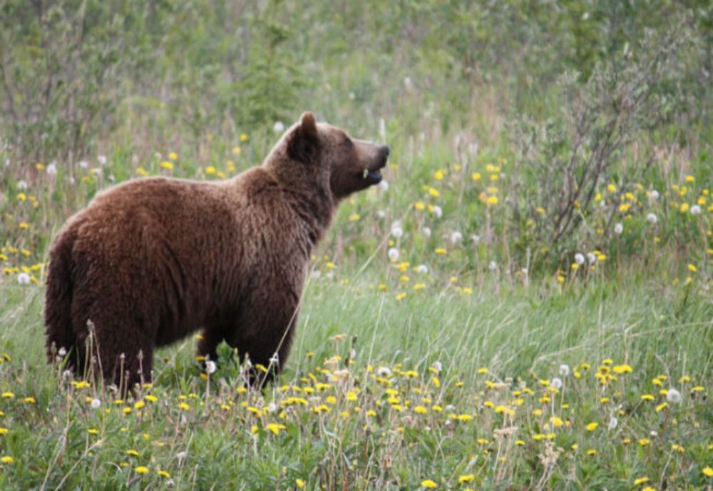 Locuitorii din Miercurea Ciuc, avertizați prin Ro-Alert de prezența unui urs