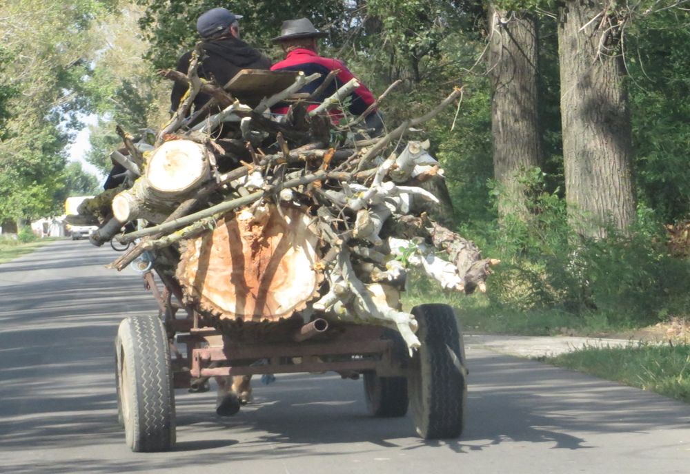 Prinși de polițiștii harghiteni la furat de lemne 