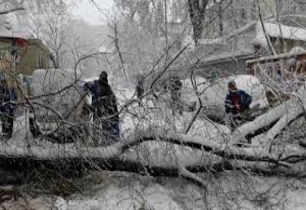 Vântul puternic dărâmă copaci în judeţul Harghita. Peste 800 de locuitori din două localităţi au rămas din nou fără curent