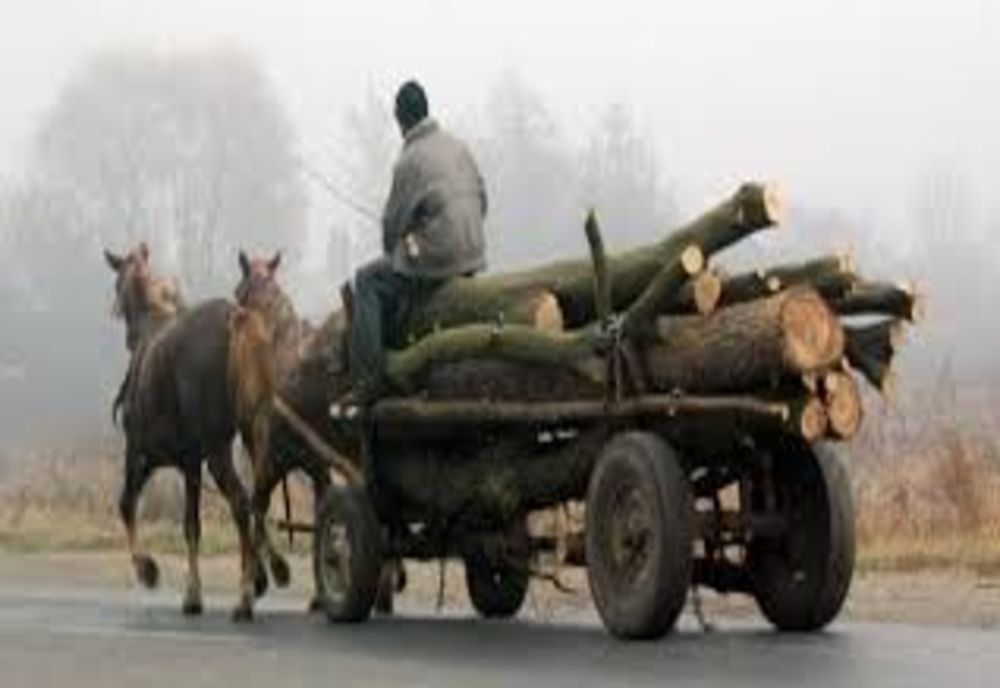 Amendat cu 2.000 de lei de poliţiştii harghiteni pentru un transport ilegal de material lemnos