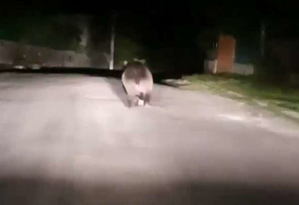 RO-ALERT: Urs în localitatea harghiteană Voșlăbeni