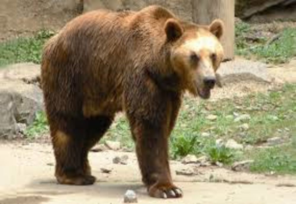 Alertă urs în Odorheiu Secuiesc