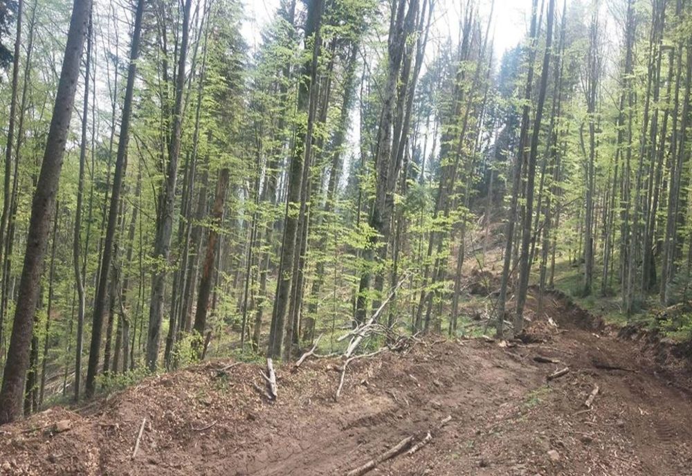 Garda de Mediu Harghita, controale tematice la operatorii care introduc pe piață lemn și produse din lemn