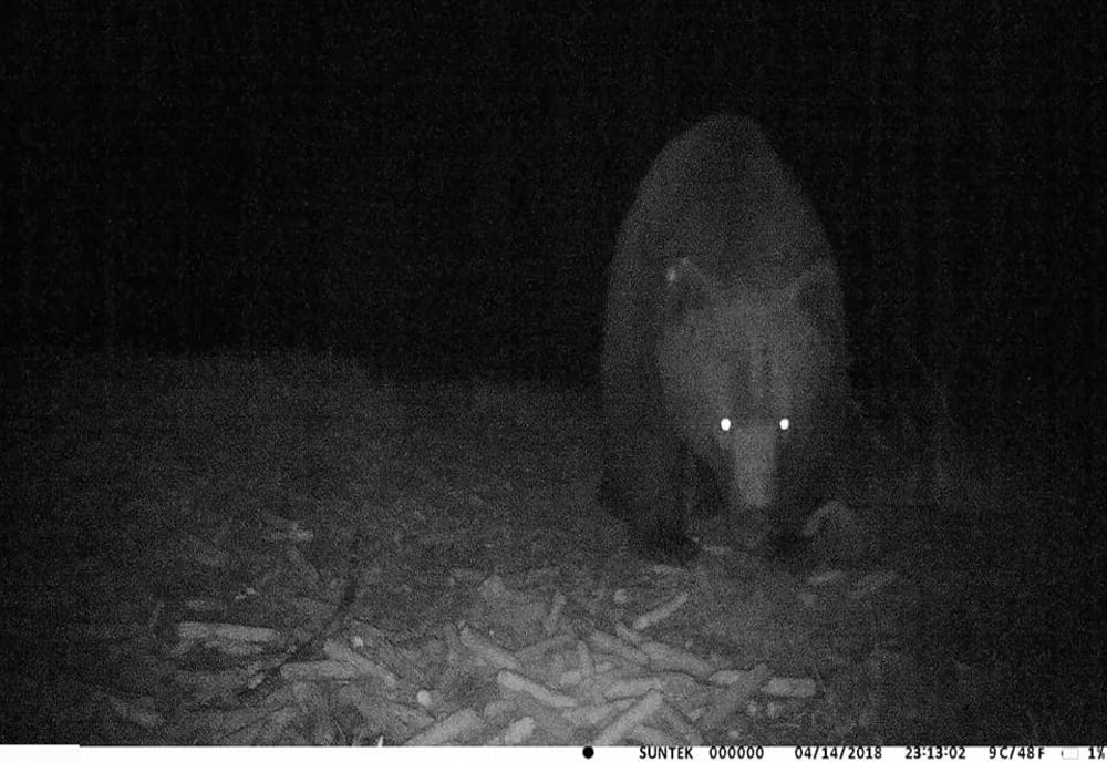 Urs observat luni noapte într-o localitate harghiteană. Localnicii, avertizați prin RO-ALERT
