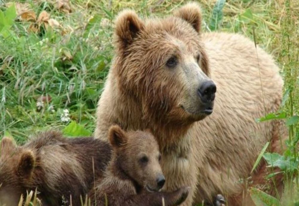 Ursoaică cu trei pui în apropierea municipiului Gheorgheni
