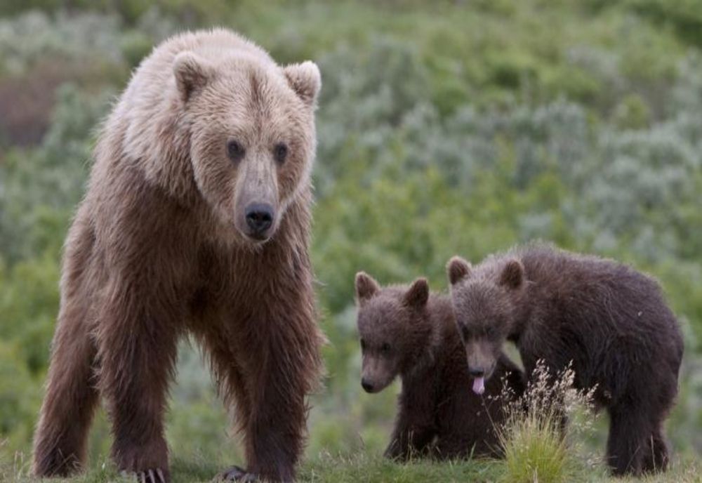 O ursoaică vizitează periodic curtea unei case din Băile Tuşnad