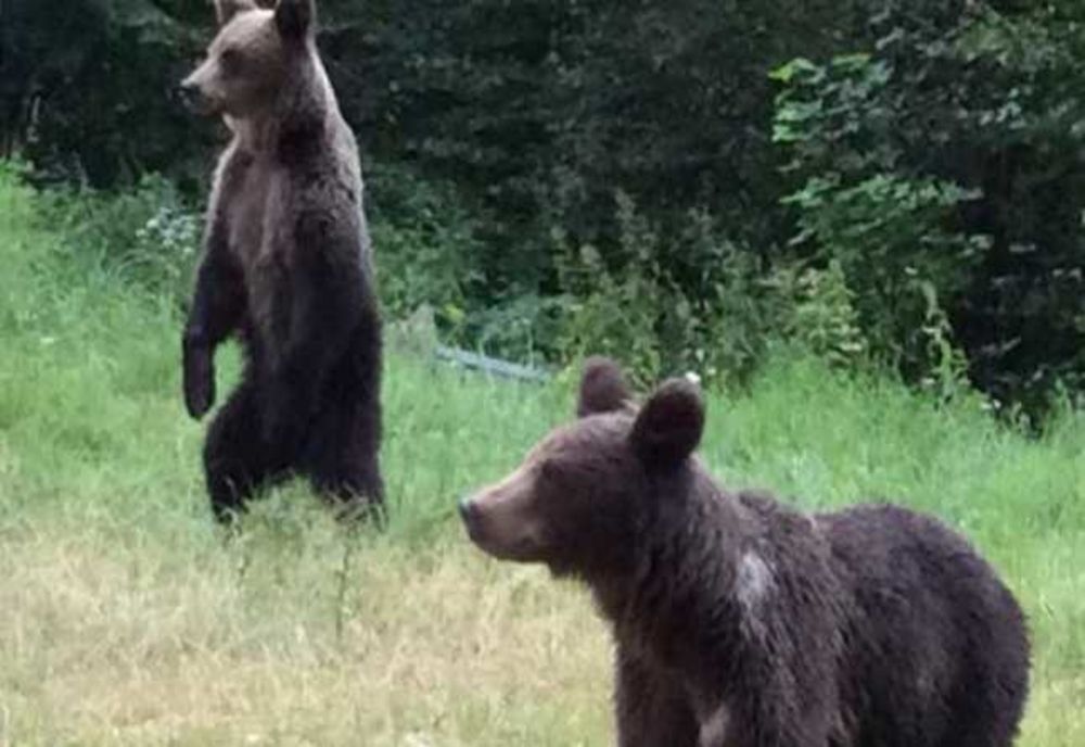 5 urși înlăturați în ultimele ore de jandarmii harghiteni