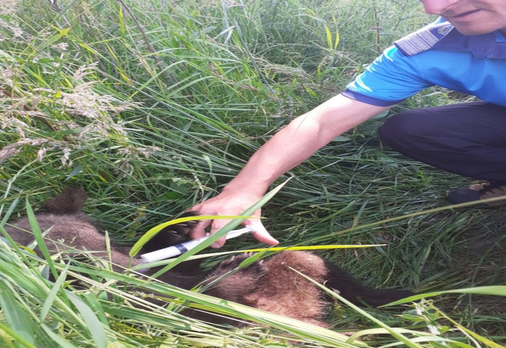 Pui abandonat de ursoaică, salvat de jandarmii harghiteni și dus la Centrul de Reabilitare a Urșilor Orfani Bălan. 