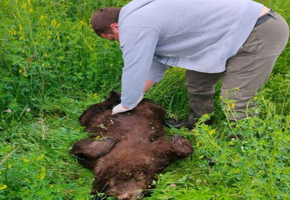 Pui de urs lovit de tren, găsit de Garda de Mediu Harghita lângă o cale ferată