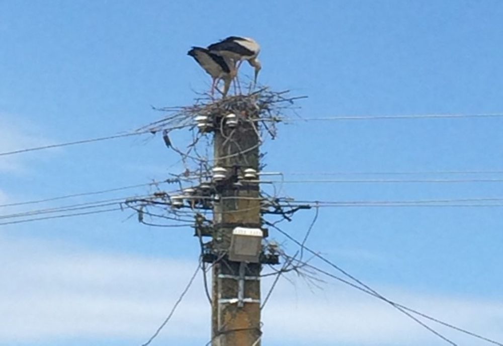 O localitate din Harghita are cele mai multe cuiburi de barză din țară