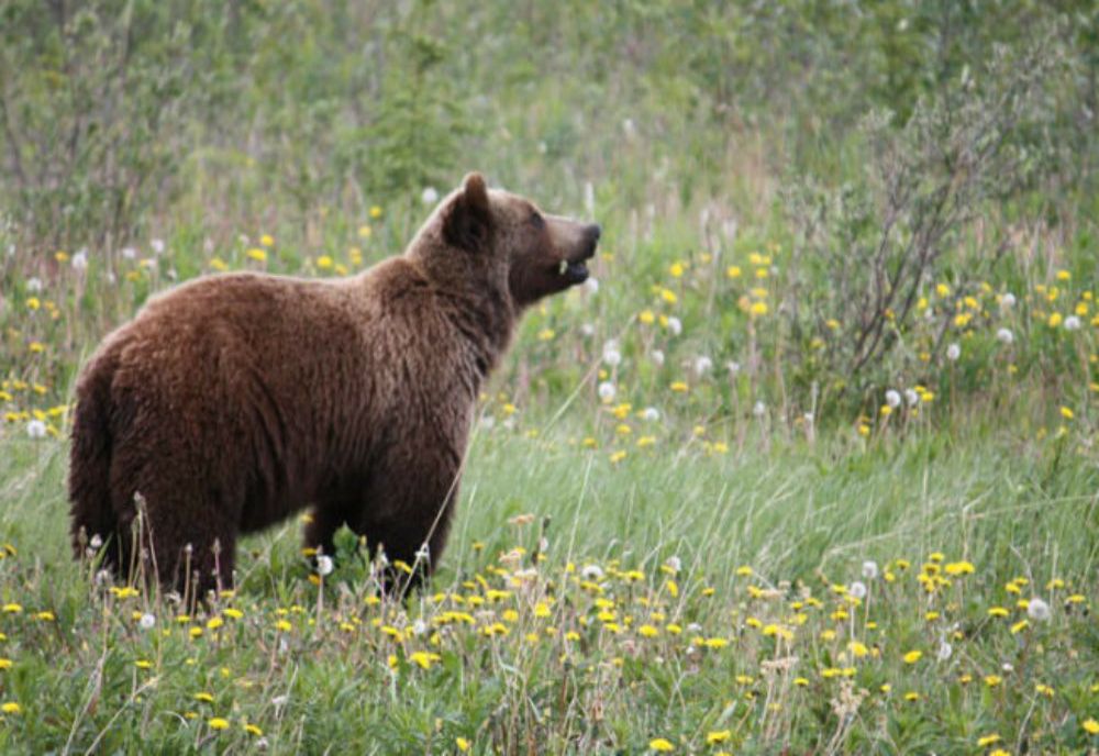 Cinci situații în care a fost semnalată prezenţa urşilor, în weekend, în Harghita!