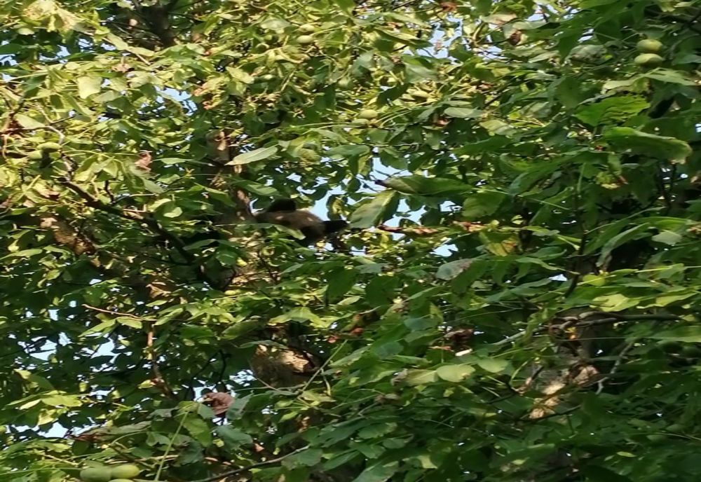 VIDEO Ursuleţ într-o localitate din Harghita!