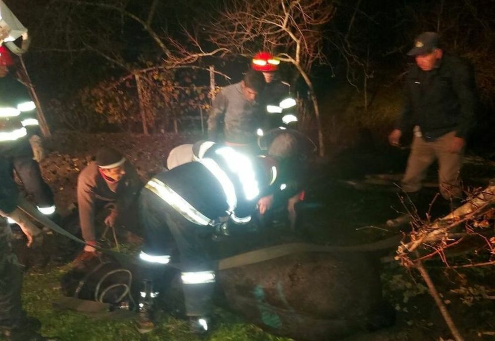 Cal salvat dintr-o fântână!