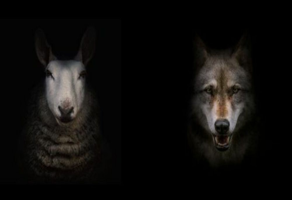 Pagube uriașe produse de animalele sălbatice, în Harghita