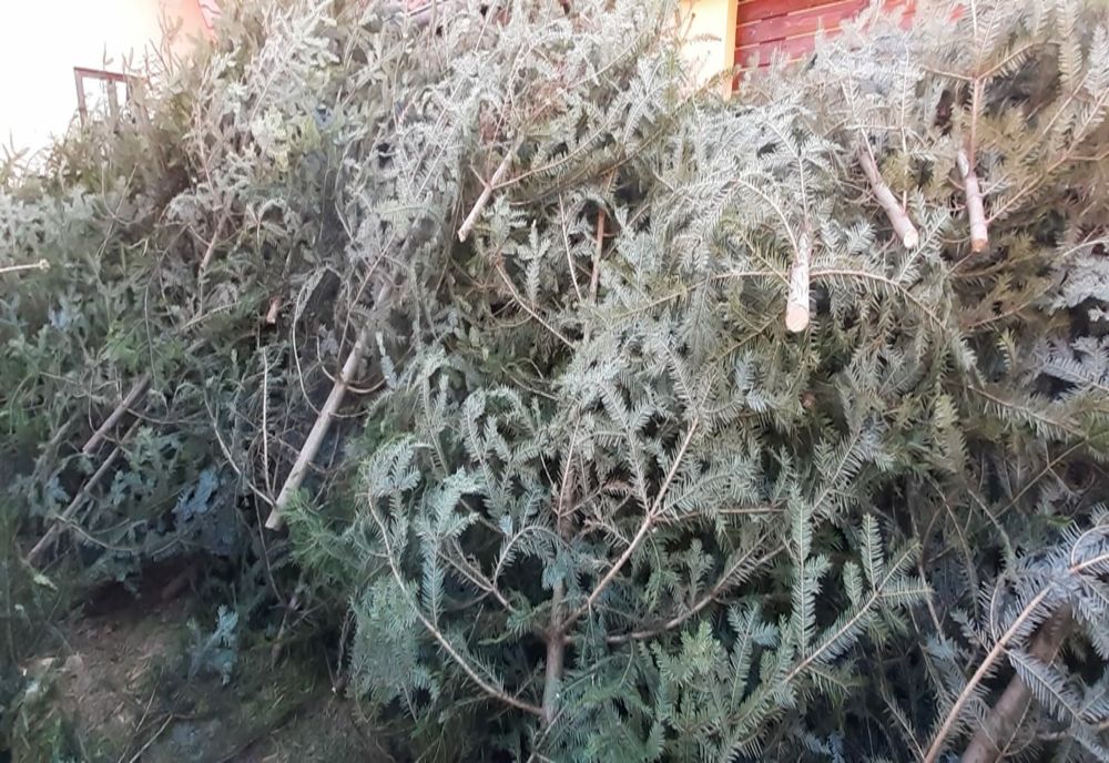 Peste 250 de brăduţi au fost confiscaţi de poliţiştii harghiteni