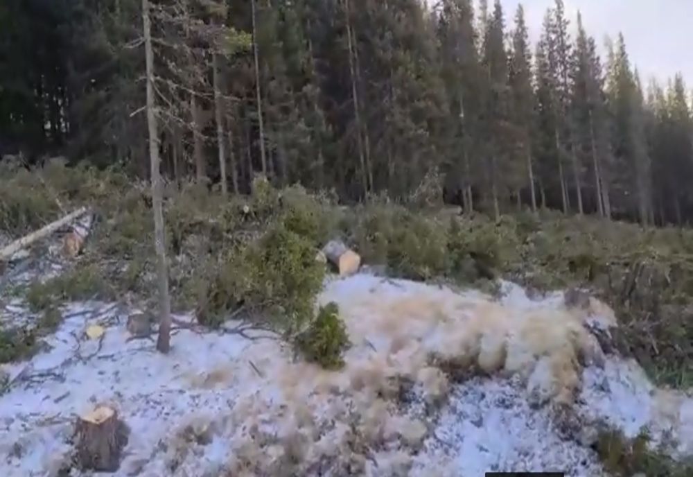 Tineri cu dosare penale după ce au tăiat mai mulți arbori