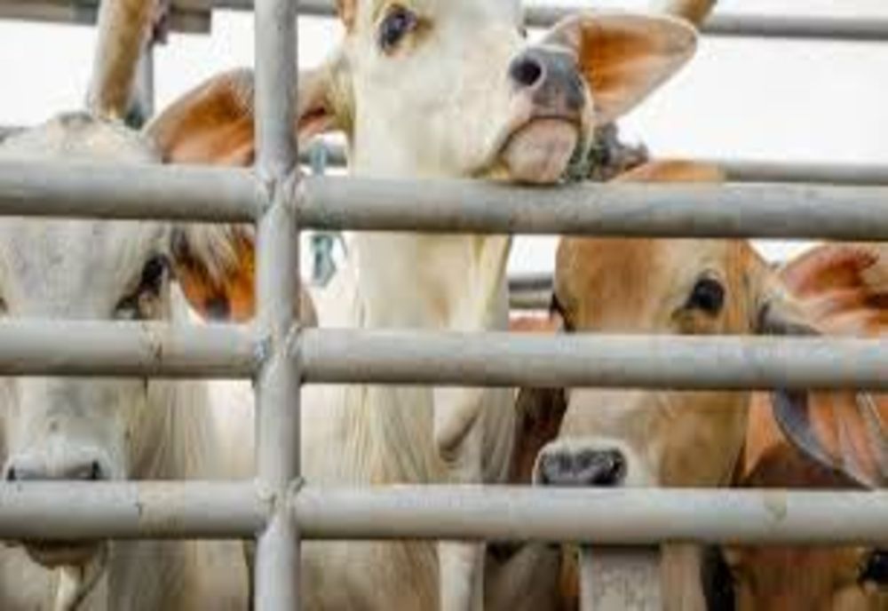 APIA eliberează adeverințe pentru beneficiarii Măsurii 14 “Bunăstarea animalelor”