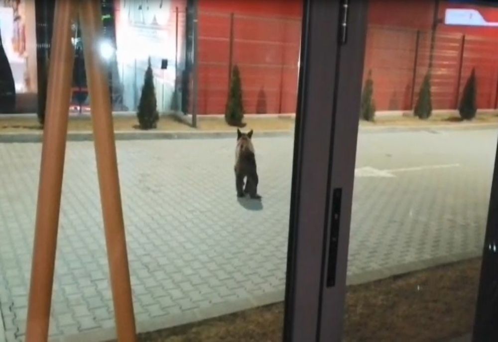 VIDEO Urs "în plimbare" la Gheorgheni