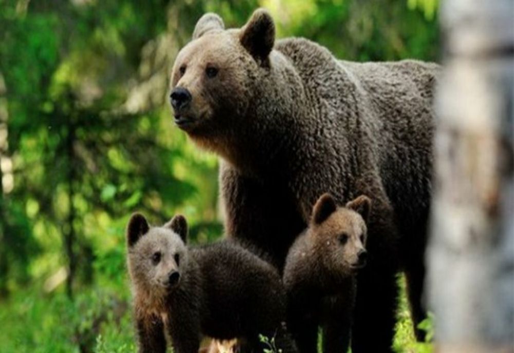 Urs într-o comună din Harghita!
