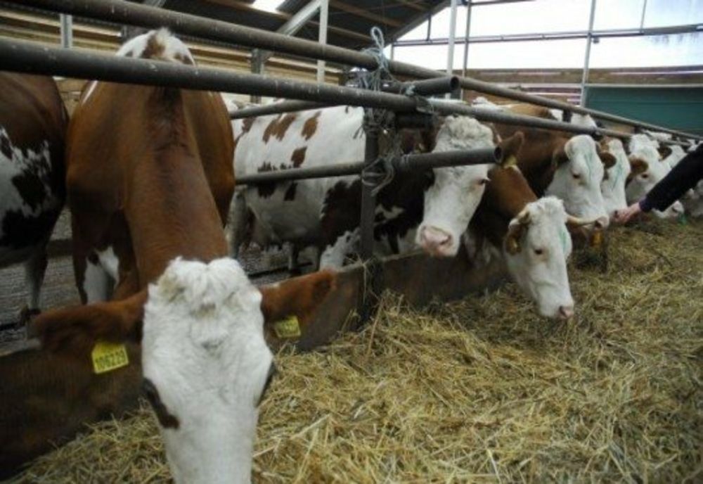 S-a prelungit schema de ajutor de stat în sectorul creșterii animalelor