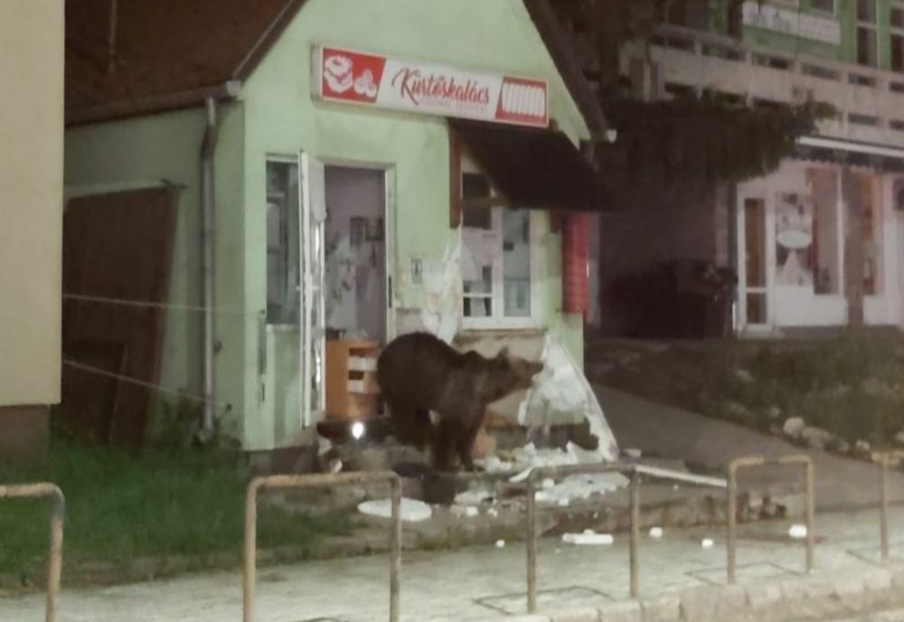 VIDEO Un urs a distrus un chioșc din Băile Tușnad