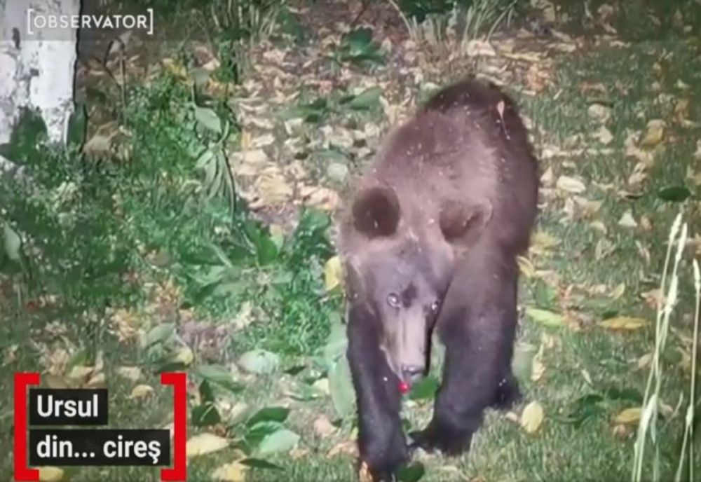 Jandarmii din Harghita au primit 26 de apeluri la 112 prin care era anunţată prezenţa urşilor