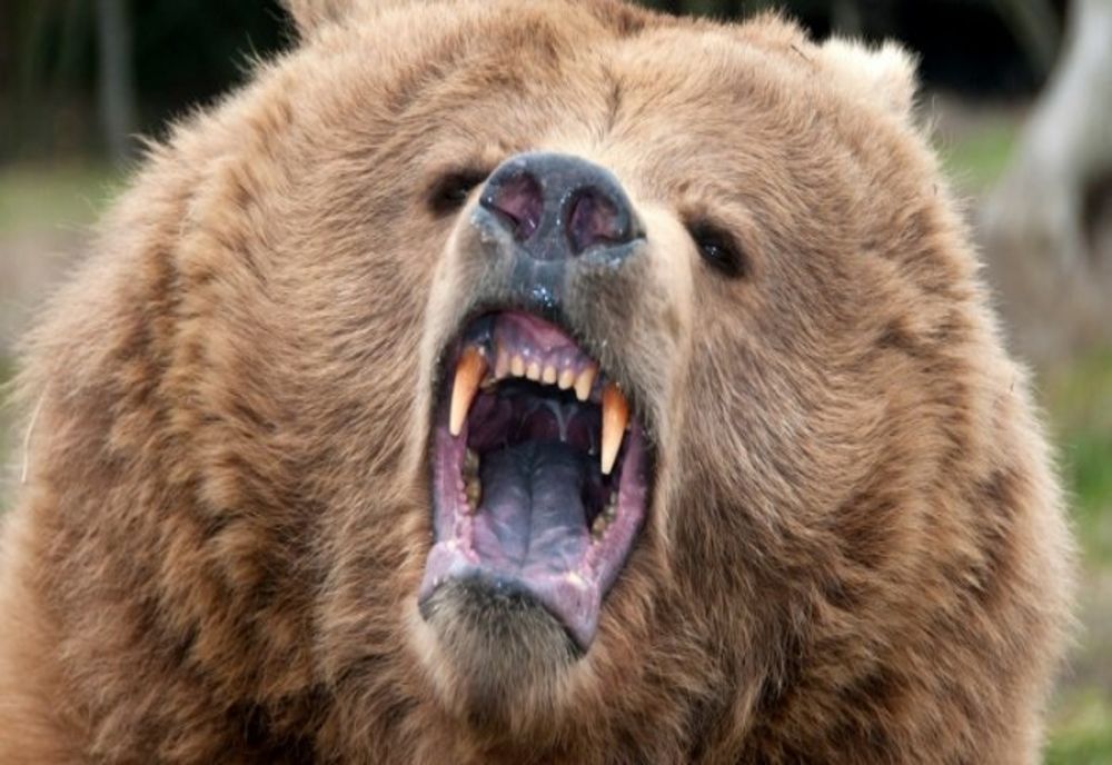 Femeie atacată de urs, în Harghita!