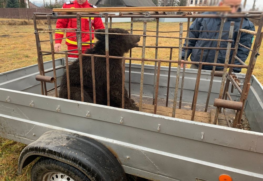 Jandarmii, intervenție pentru relocarea unui urs