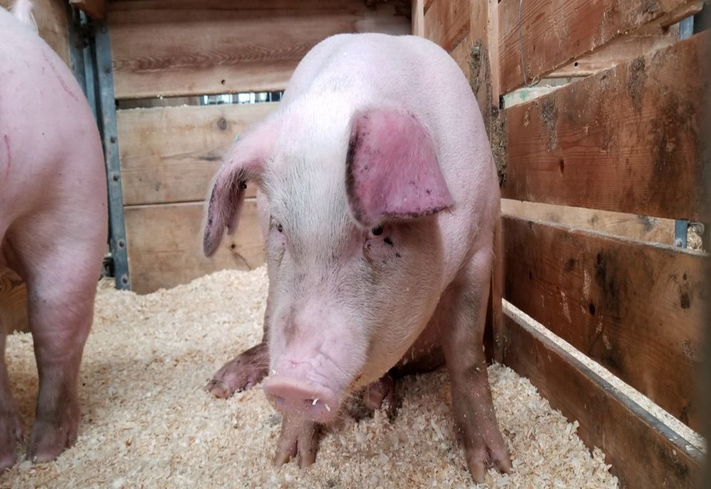 Un caz de pestă porcină africană a fost confirmat la un porc dintr-o gospodărie din județul Harghita