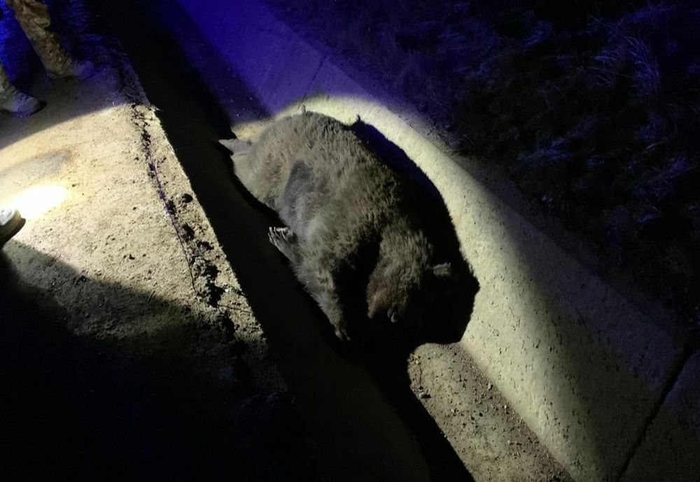 Urs omorât de mașină, la Băile Tușnad