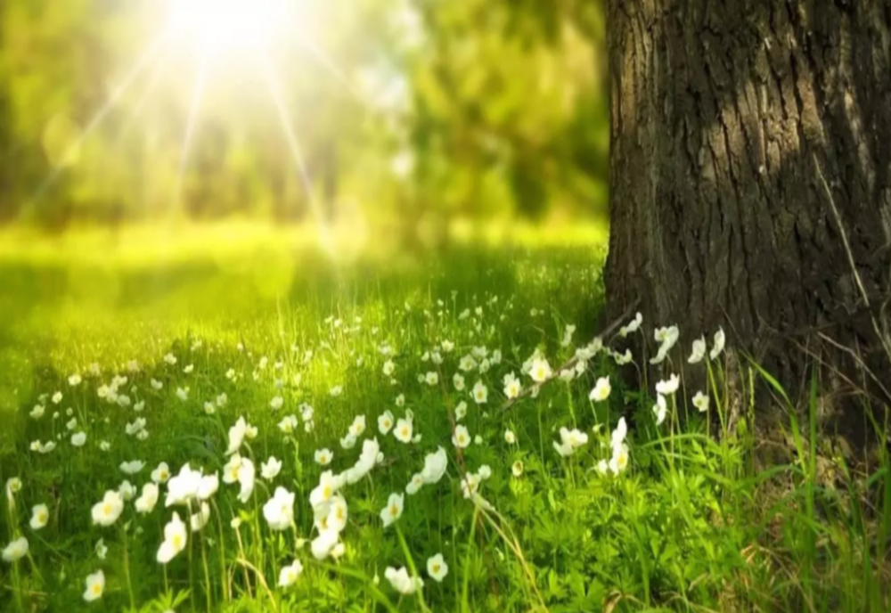 Prognoza meteo 11 februarie. Temperaturi nefirești: maxime de până la 17 grade