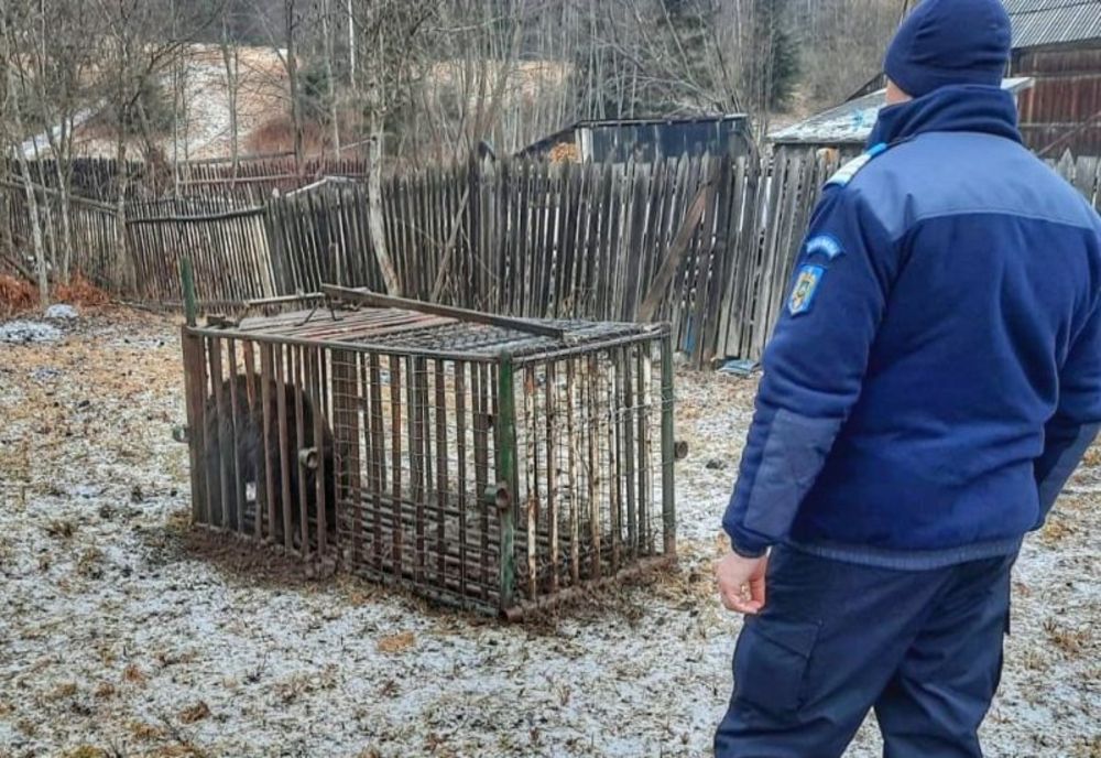 VIDEO Jandarmii harghiteni solicitați pentru relocarea unui urs