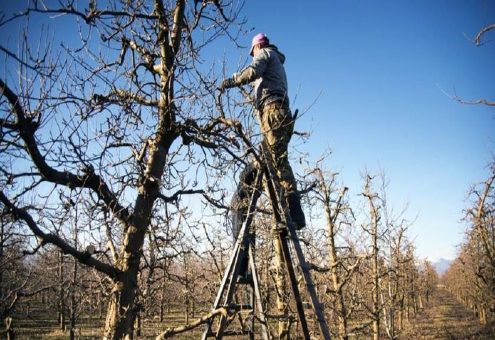 Primăria taie pomii fructiferi din Băile Tușnad! Motivul incredibil