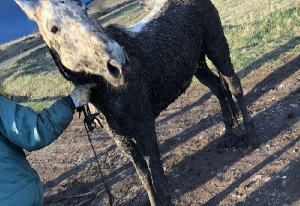 Cal salvat de polițiști și voluntari, din Lacul Șuta