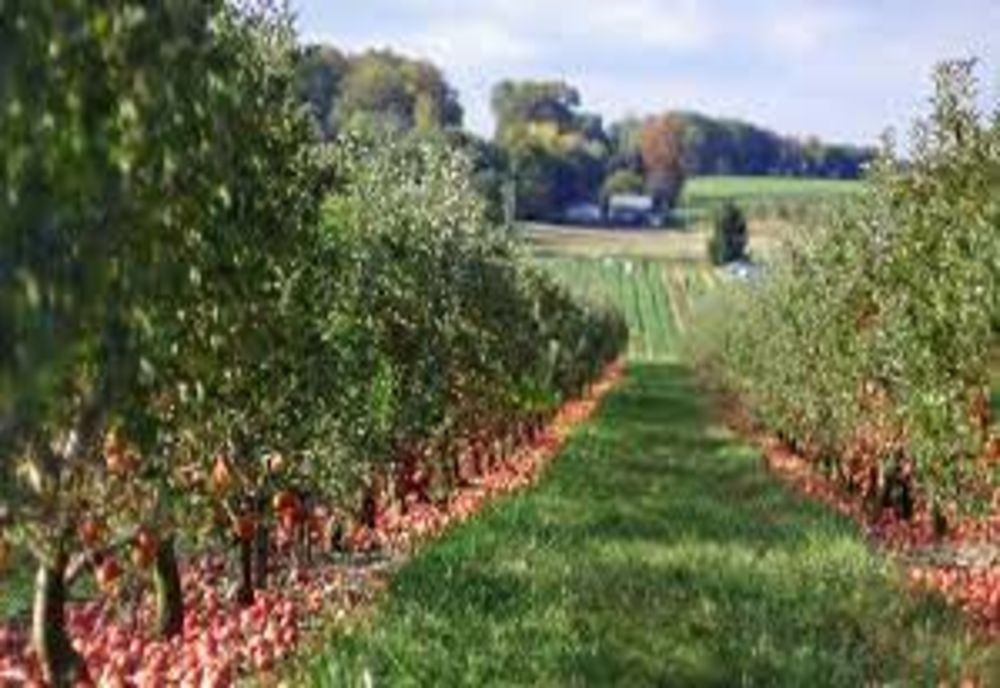 48 de milioane de euro pentru investiții în exploatații pomicole