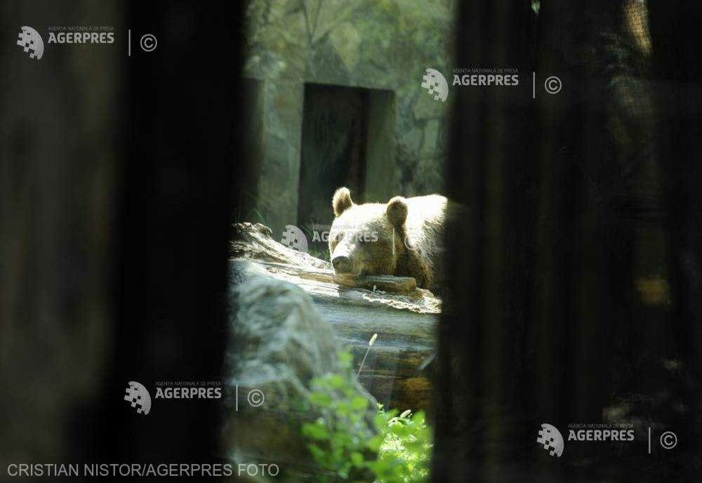 Autorităţile din Sărmaş cer împuşcarea ursului care a ucis sute de găini din gospodării