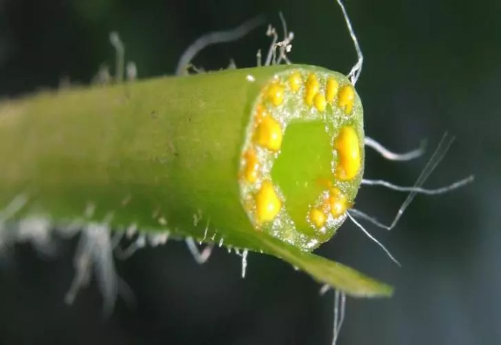 Otrava ascunsă din cea mai puternică plantă medicinală. Mare atenţie cum o consumi!
