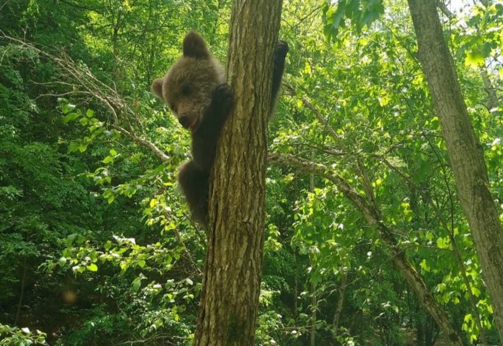Un pui de urs părăsit de mamă a fost salvat de salvamontişti, în Cheile Vârghişului