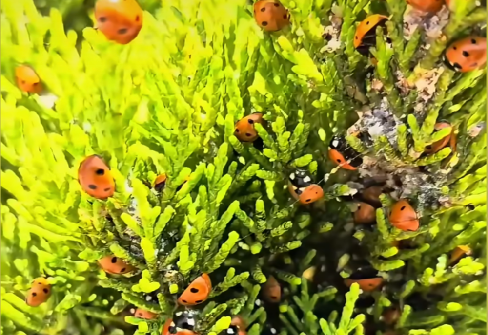 INVAZIE DE GĂRGĂRIȚE PE LITORALUL ROMÂNESC 