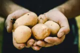 Paradoxul din agricultura Harghitei: recoltă bogată de cartofi și cereale, dar fermierii câștigă puțin