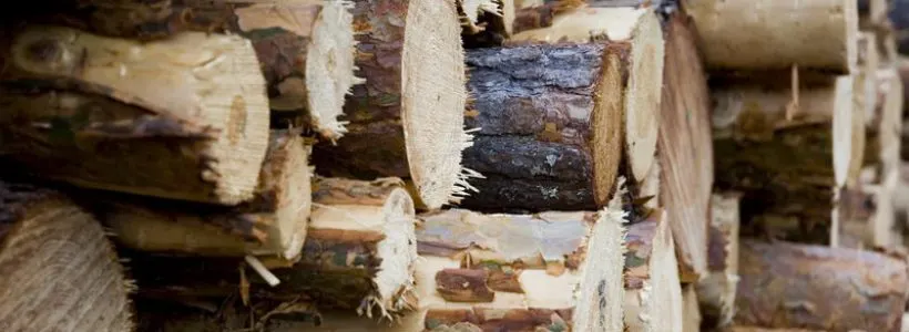 lemne11-820x300-1