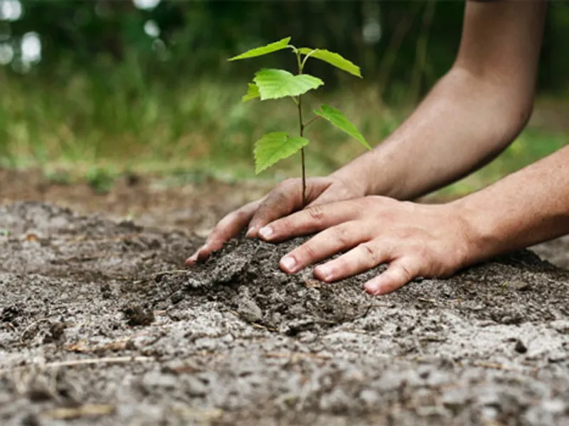 plantare