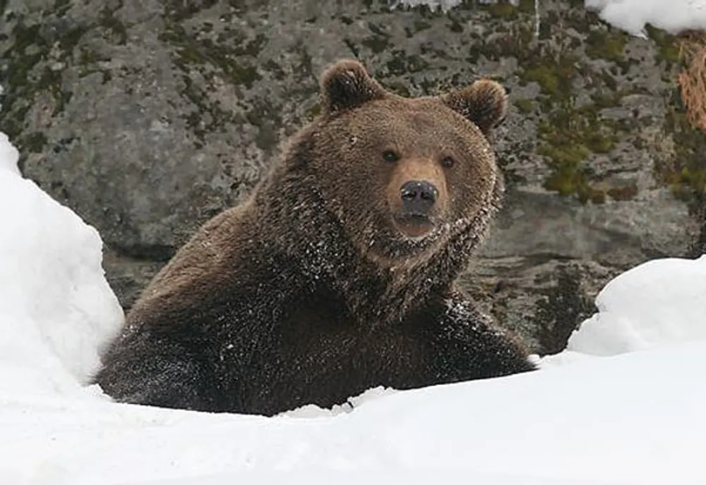 Legistalția privind observatoarele de urși trebuie clarificată pentru că acum doar gestionarii de fonduri de vânătoare pot hrăni animalele