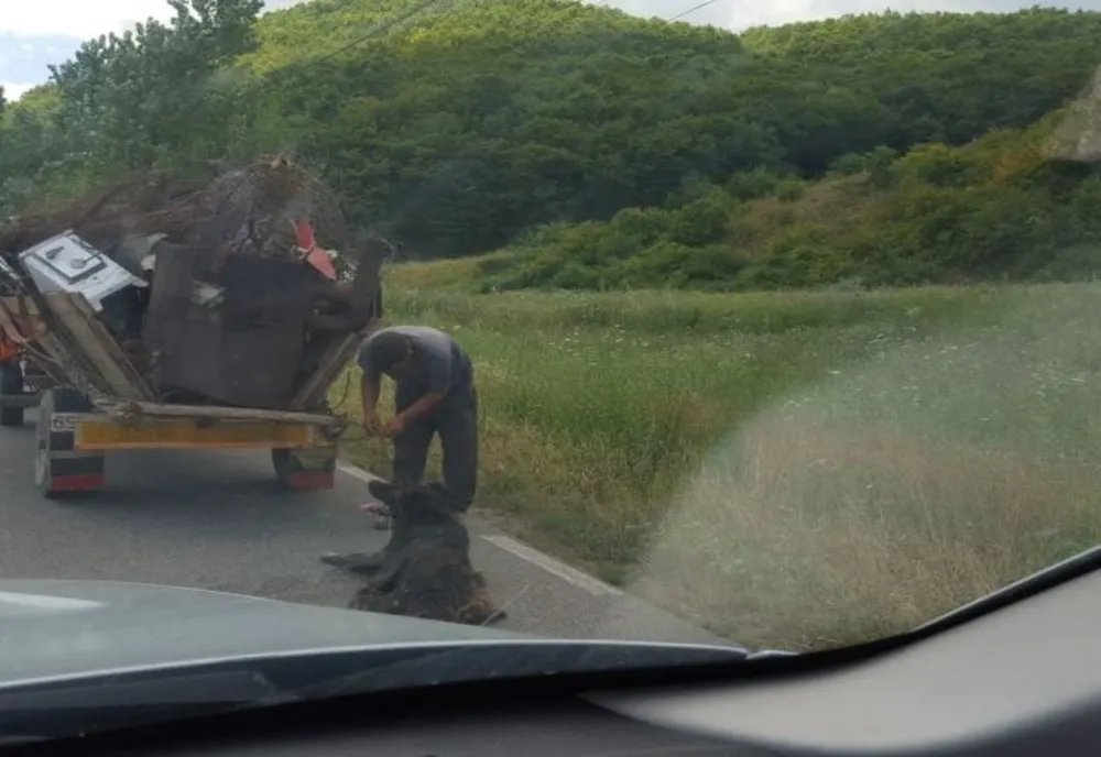 Cruzime fără margini! Câine legat cu lanțul de o căruță, și târât pe un drum din Harghita