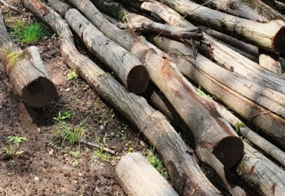 Căruțe cu 7 metri cubi de material lemnos fără aviz de însoțire