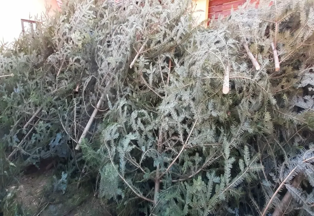 Peste 250 de brăduţi au fost confiscaţi de poliţiştii harghiteni