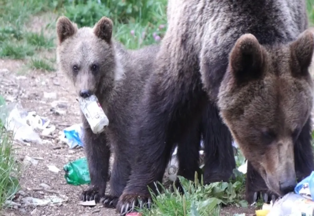 RO ALERT. Urşi în două localități din județul Harghita